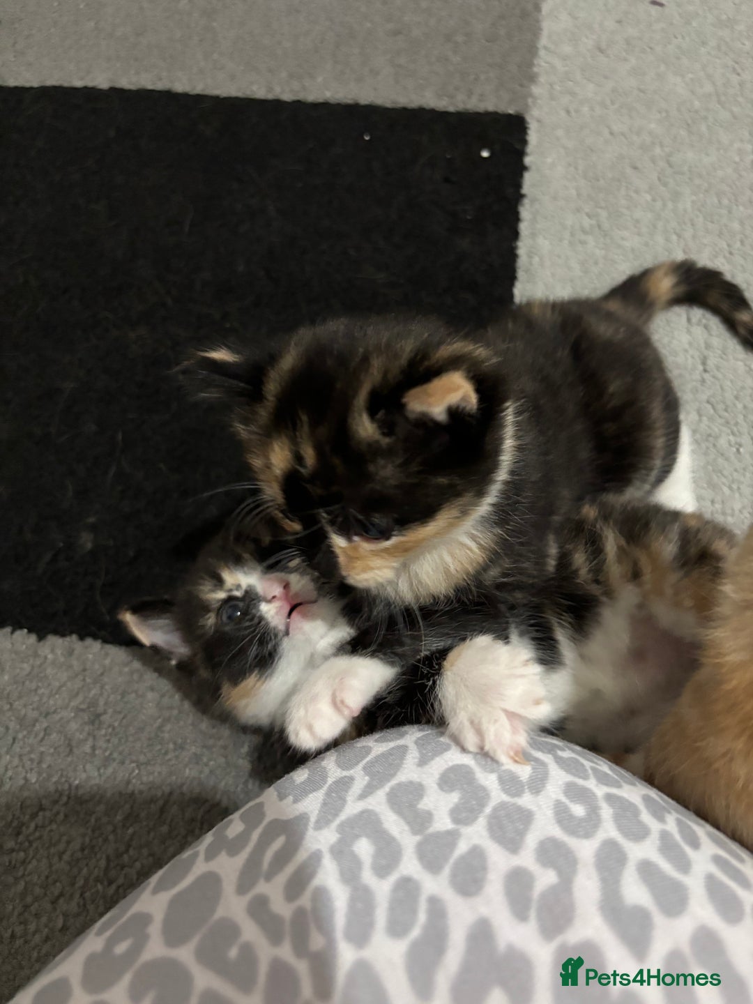 Domestic Shorthair cats for sale: Cat girls - Image 2