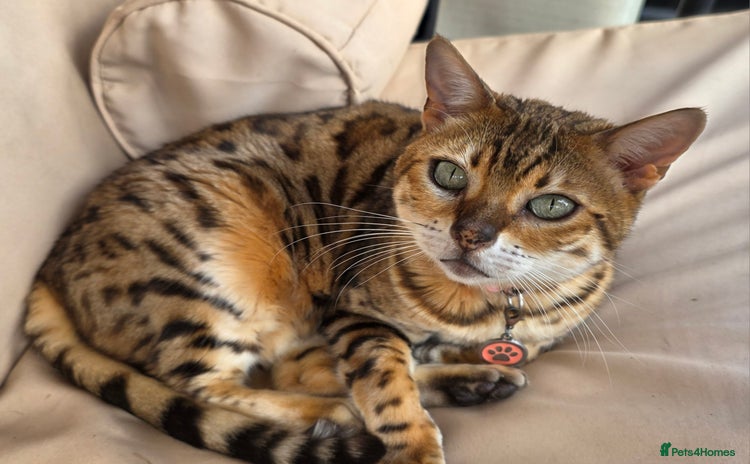 Bengal cats - Advert 3