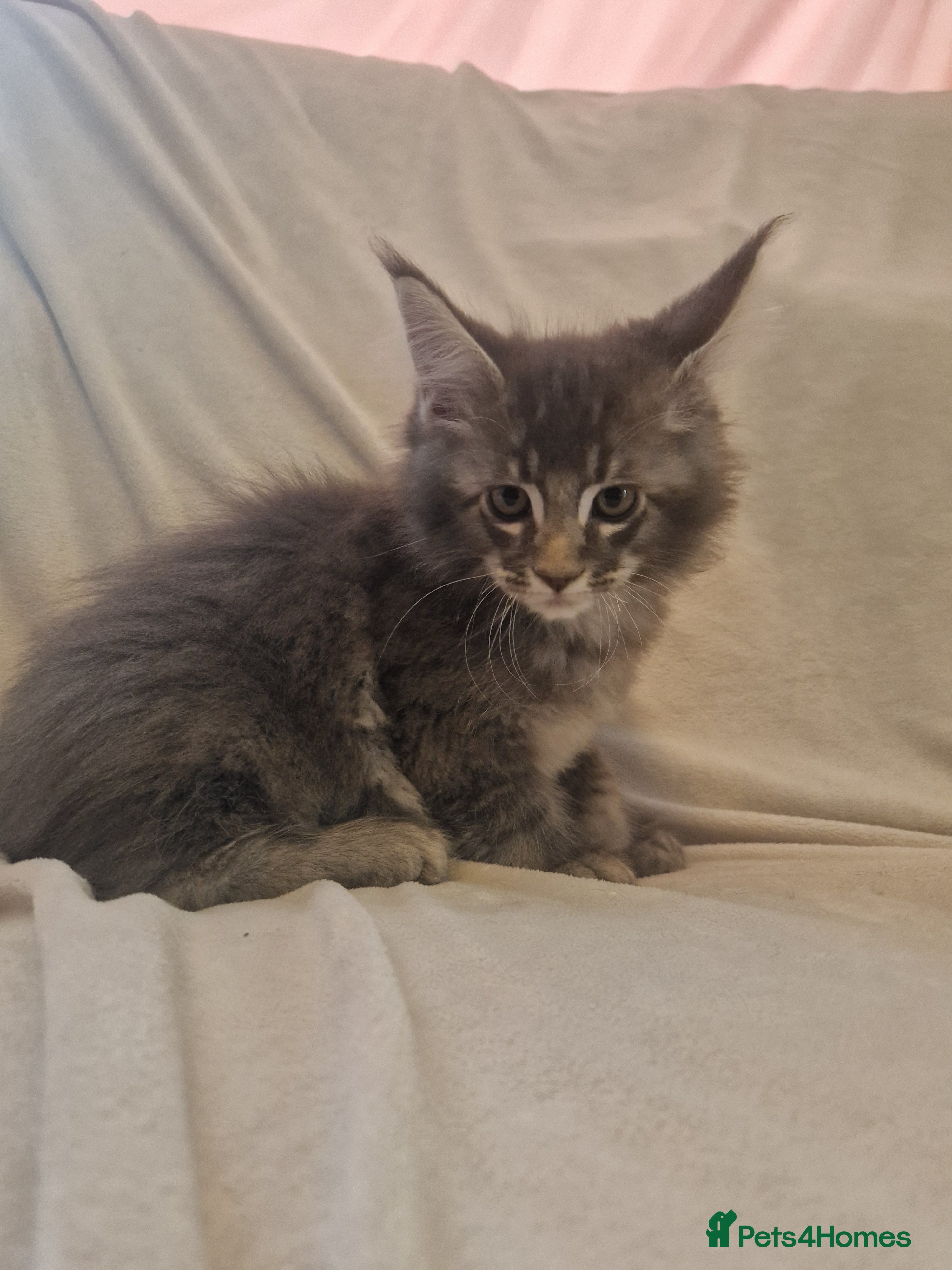 Maine Coon cats GCCF & TICA Maine Coon kittens Activ Available  - Advert 4