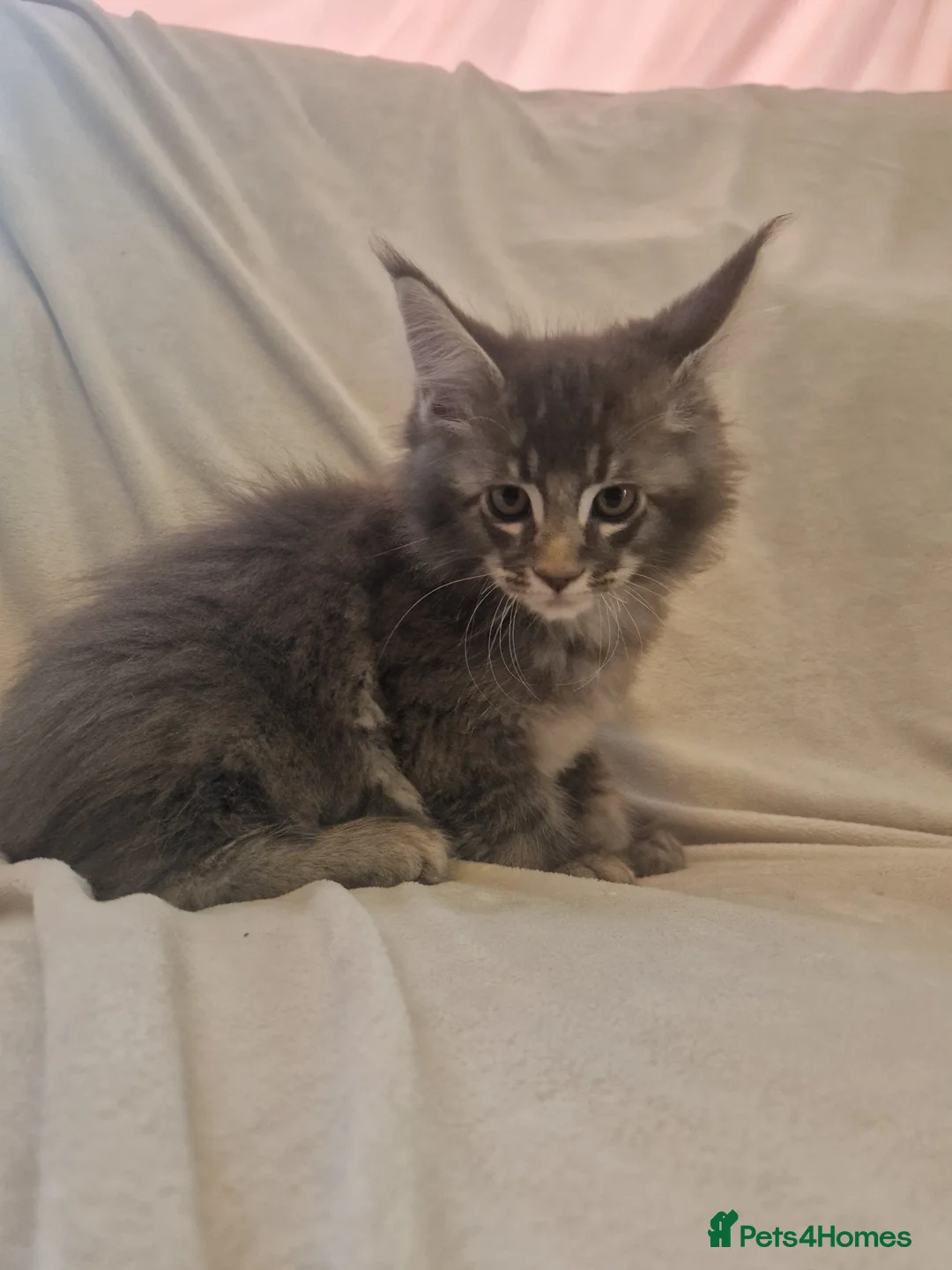 Maine Coon cats for sale: Maine Coon kittens - Advert 35