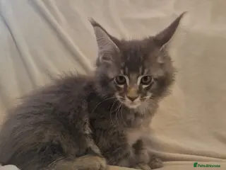 Maine Coon cats GCCF & TICA Maine Coon kittens Activ Available - Advert 4