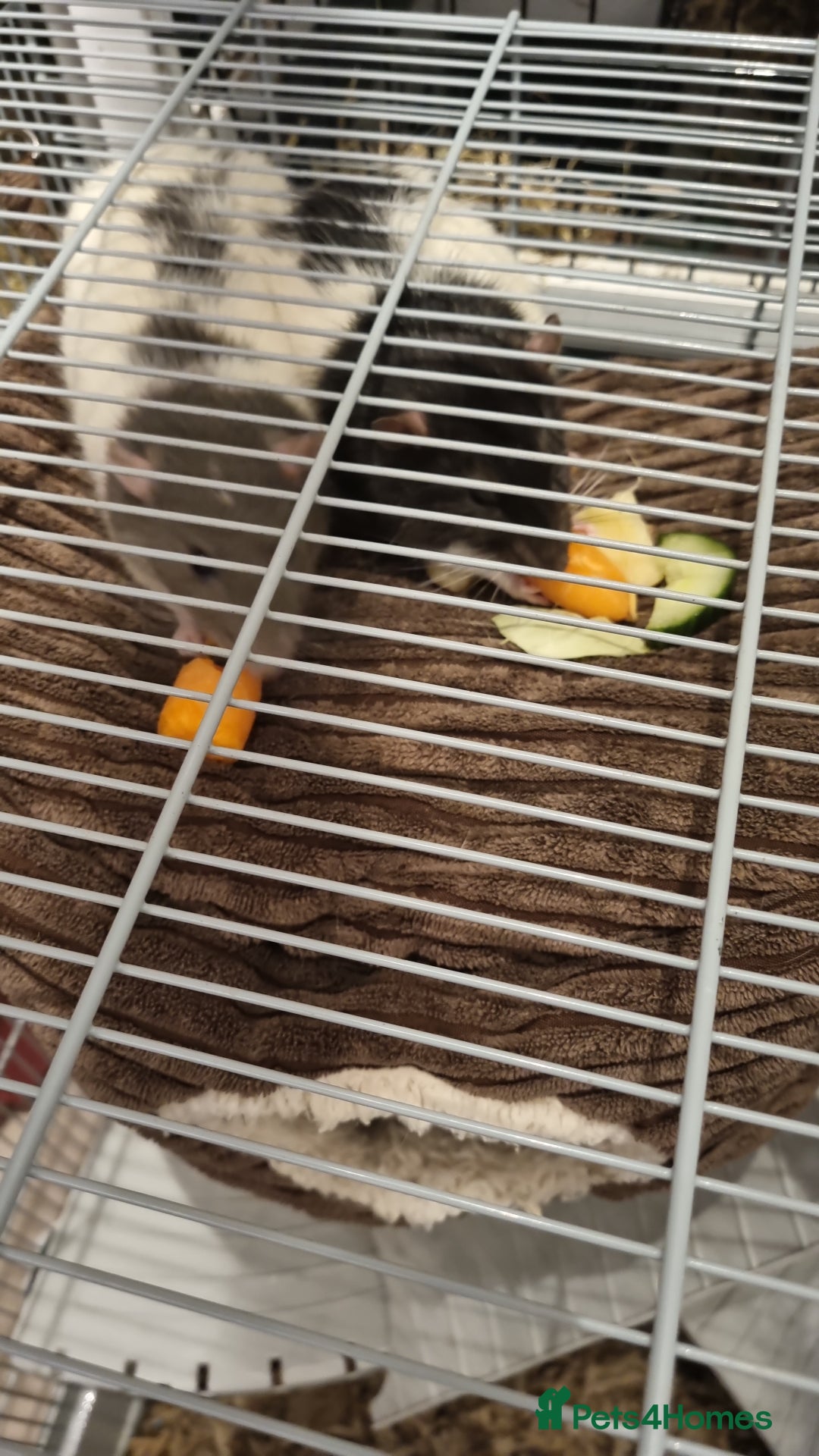 Rat rodents for sale: 2 x male rats  - Advert 6