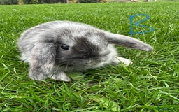 Mini Lop rabbits for sale: Mini Lop Rabbits For Sale  - Image 1