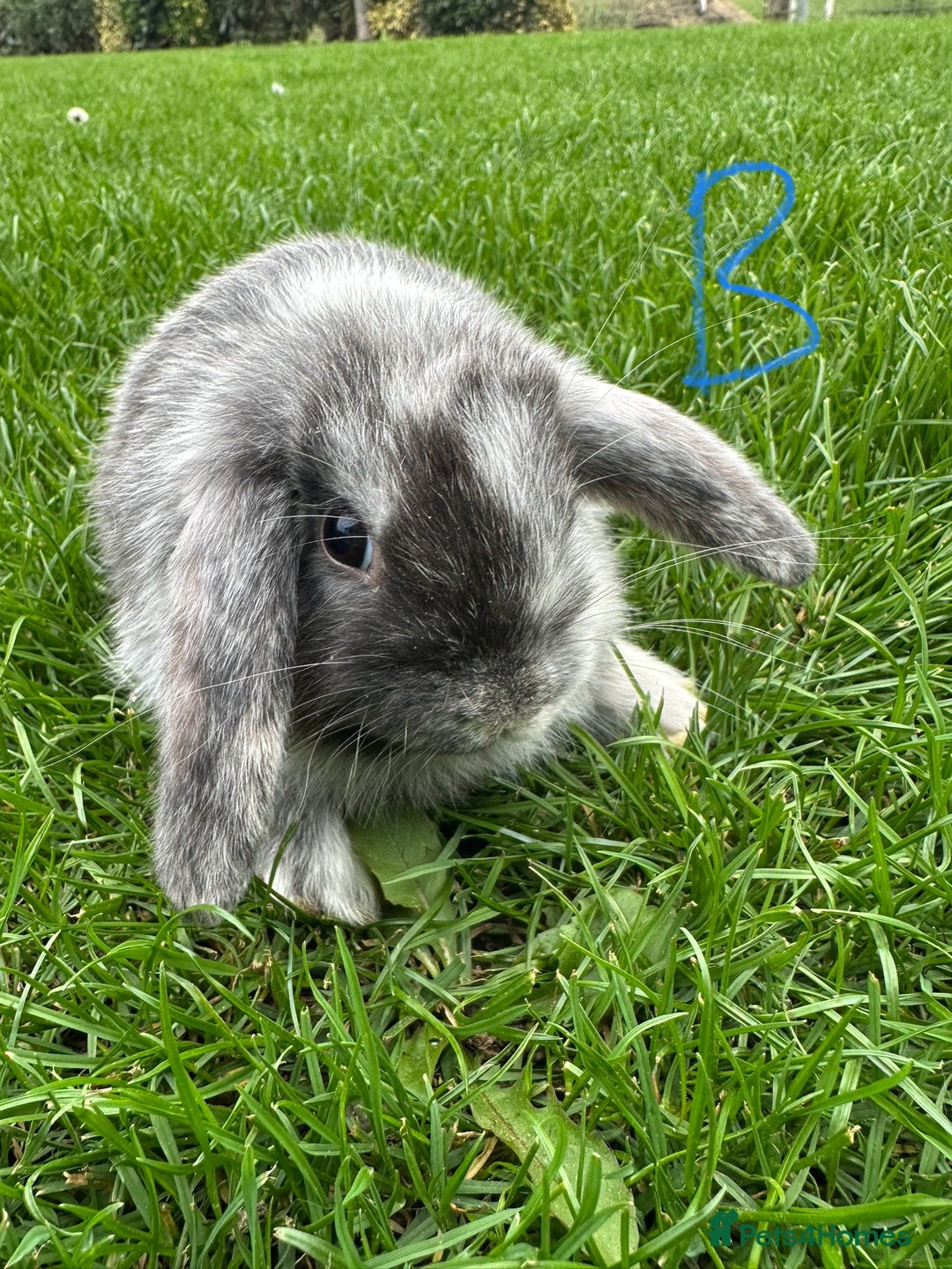 Mini Lop rabbits for sale: Mini Lop Rabbits For Sale  - Image 1