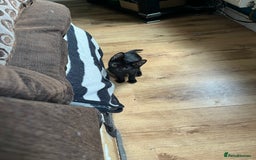 Mixed Breed cats for sale: 4 kittens for sale  - Image 1