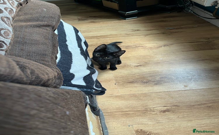 Mixed Breed cats for sale - Advert 1