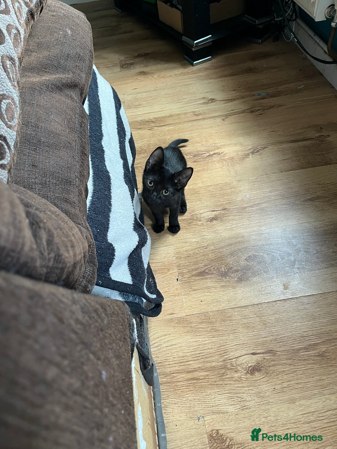 Mixed Breed cats for sale: 4 kittens for sale  - Image 1