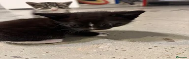 Black & white kitten