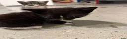 British Shorthair cats for sale: Kittens – Domestic Shorthair - Advert 36