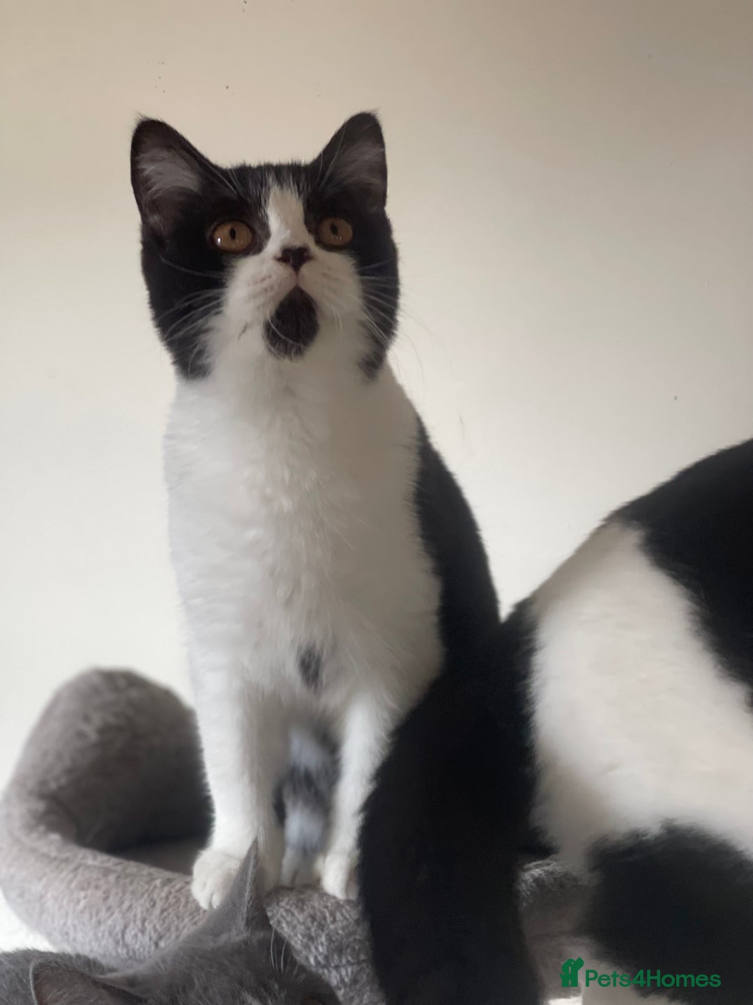 British Shorthair cats for sale: GCCF Pedigree Kittens - Castrated and ready now - Advert 4