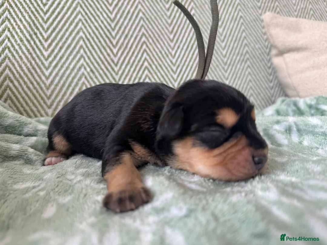 Mixed Breed dogs for sale: King Schnauzer (Cavalier, Cross mini Schauzer)  - Advert 27