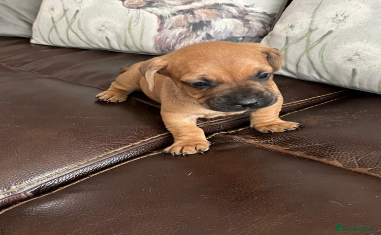 Mixed Breed dogs - Advert 13