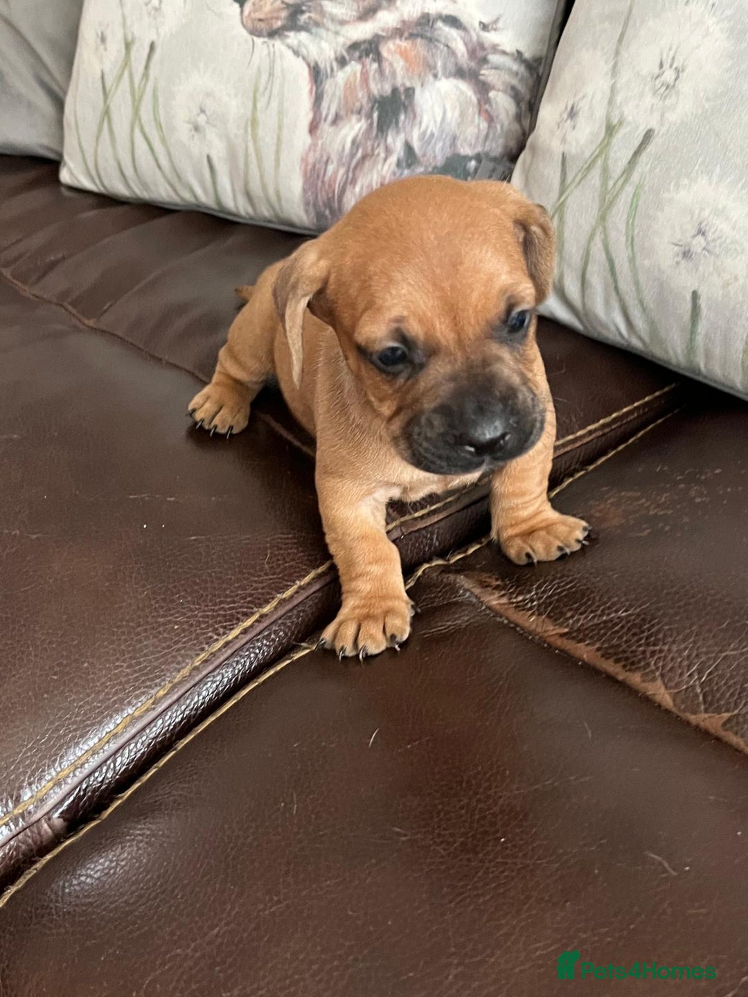 Mixed Breed dogs for sale: French wieners - Image 1