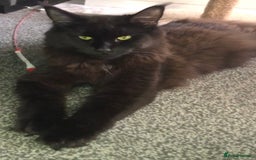 Maine Coon cats for sale: MaineCoon Kittens 2Girls Black Smoke Ready toleave - Image 38