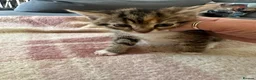 British Shorthair cats for sale: British shorthair x  - Advert 4