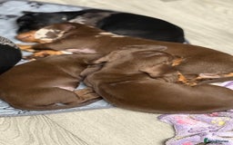 Miniature Dachshund dogs for sale: Gorgeous minix dachshund puppies ready now! - Image 9