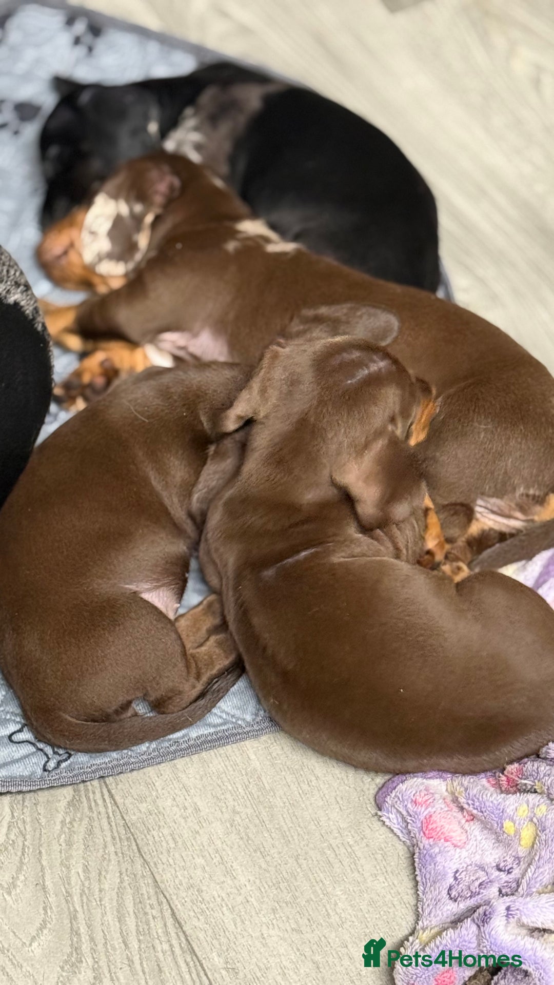 Miniature Dachshund dogs for sale: Gorgeous minix dachshund puppies ready now! - Image 9