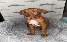 Mixed Breed dogs for sale: Beautiful pups for sale  - Image 8