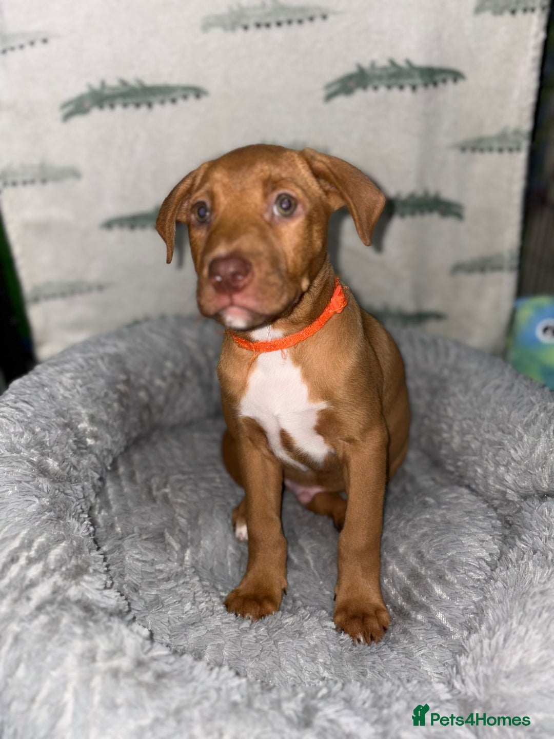 Mixed Breed dogs for sale: Beautiful pups for sale  - Image 8