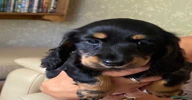 Miniature Dachshund dogs - Advert 4