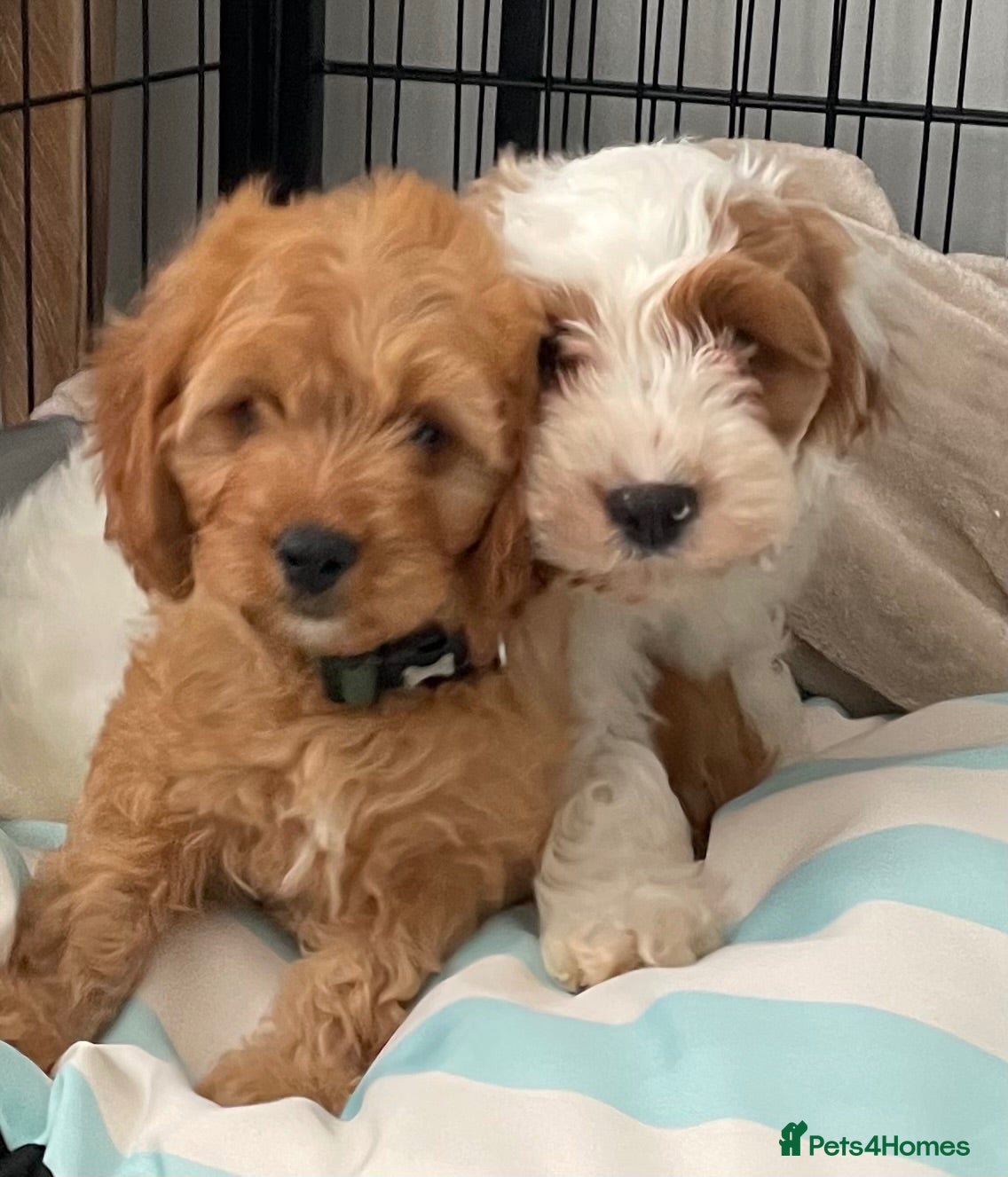 Cavapoo dogs 🐩🐶🐾FULLY HEALTH CLEAR F1 CAVAPOO🐾🐶🐩  - Advert 5