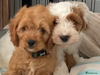 Cavapoo dogs 🐩🐶🐾FULLY HEALTH CLEAR F1 CAVAPOO🐾🐶🐩 - Advert 5