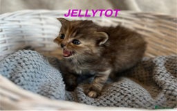 Persian cats for sale: Absolutely Stunning litter of Persian/Ragdolls - Image 6