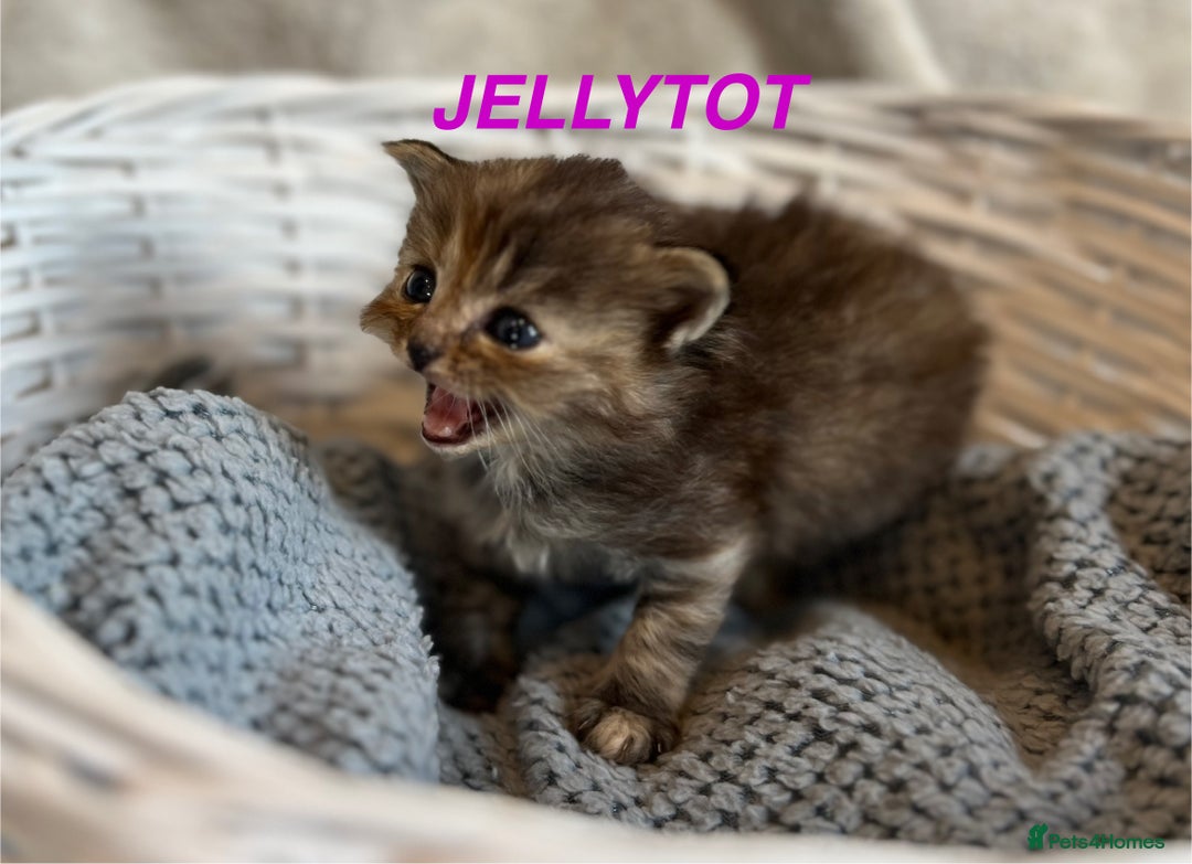 Persian cats for sale: Absolutely Stunning litter of Persian/Ragdolls - Image 6