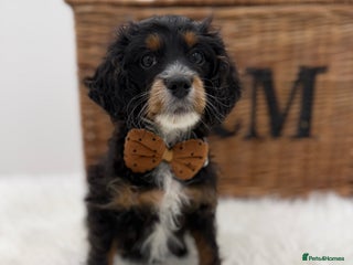 Cavapoo dogs for sale: F1 Toy cavapoos e ** tensively health tested - Advert 1