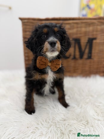 Cavapoo dogs - Advert 2