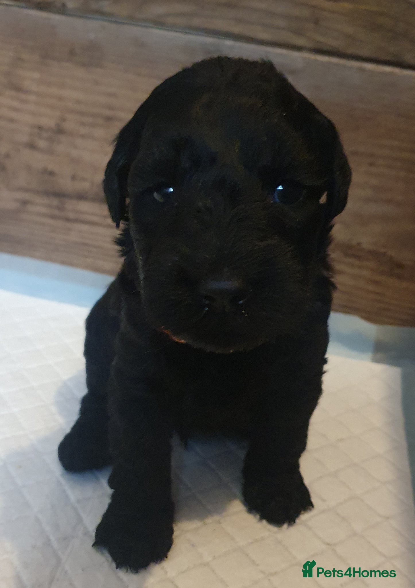 Kerry Blue Terrier dogs Kerry blue terrier puppies - Advert 1