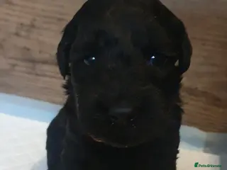 Kerry Blue Terrier dogs Kerry blue terrier puppies - Advert 1