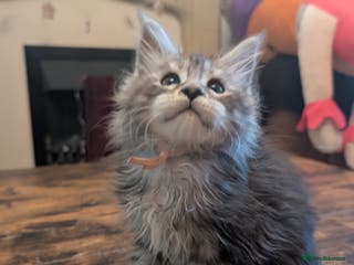 Maine Coon cats Full Mainecoon kittens - Advert 16