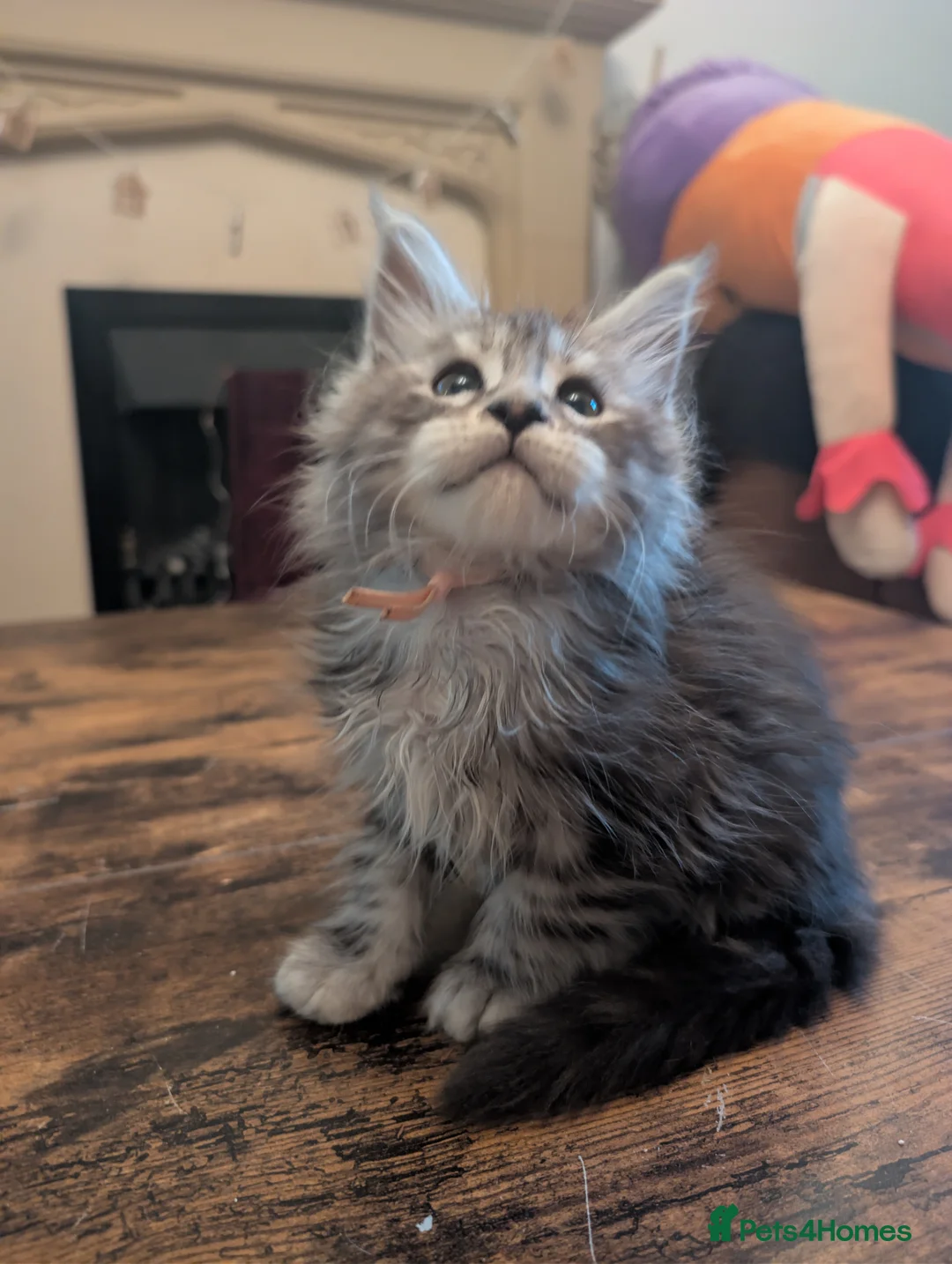 Maine Coon cats for sale: Full Mainecoon kittens  - Advert 1