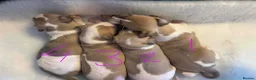 Whippet dogs for sale: Stunning whippet Bitch puppy  - Advert 6