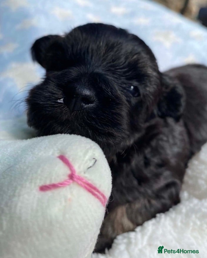 Maltipoo dogs F1 Maltipoo boy - Advert 4