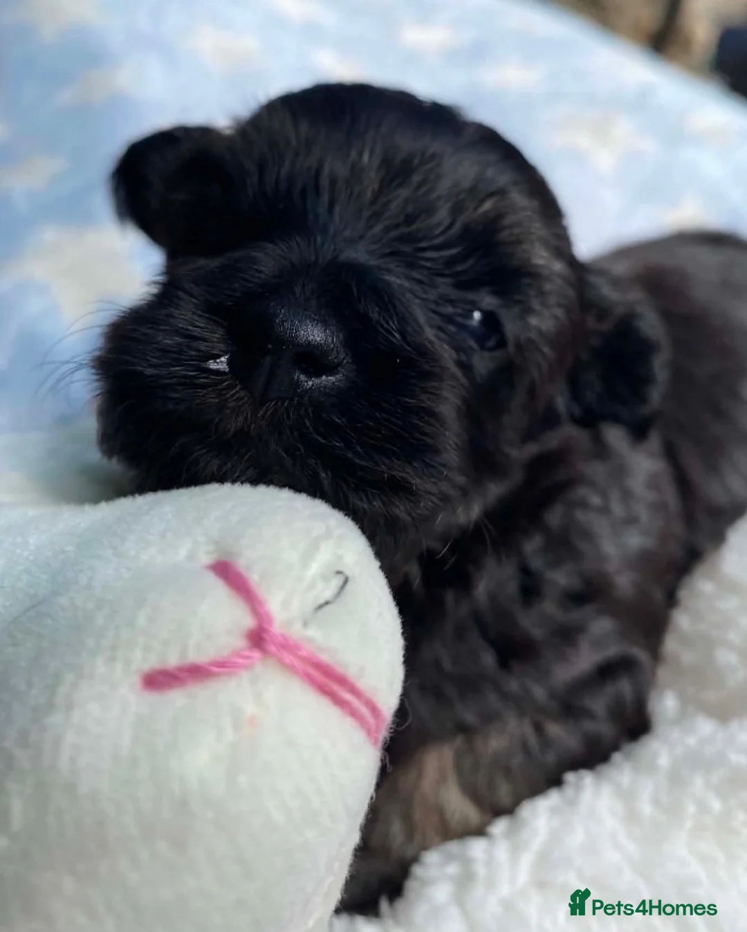 Maltipoo dogs for sale: F1 Maltipoo boy - Advert 1