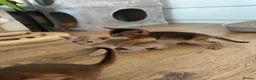 Abyssinian cats for sale: Abyssinian kittens  - Advert 21