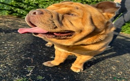 Mixed Breed dogs for sale: Hank  - Image 8