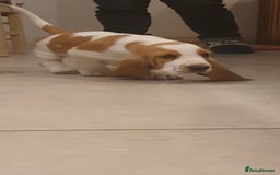 Basset Hound dogs for sale: Red and white basset boy available  - Image 7
