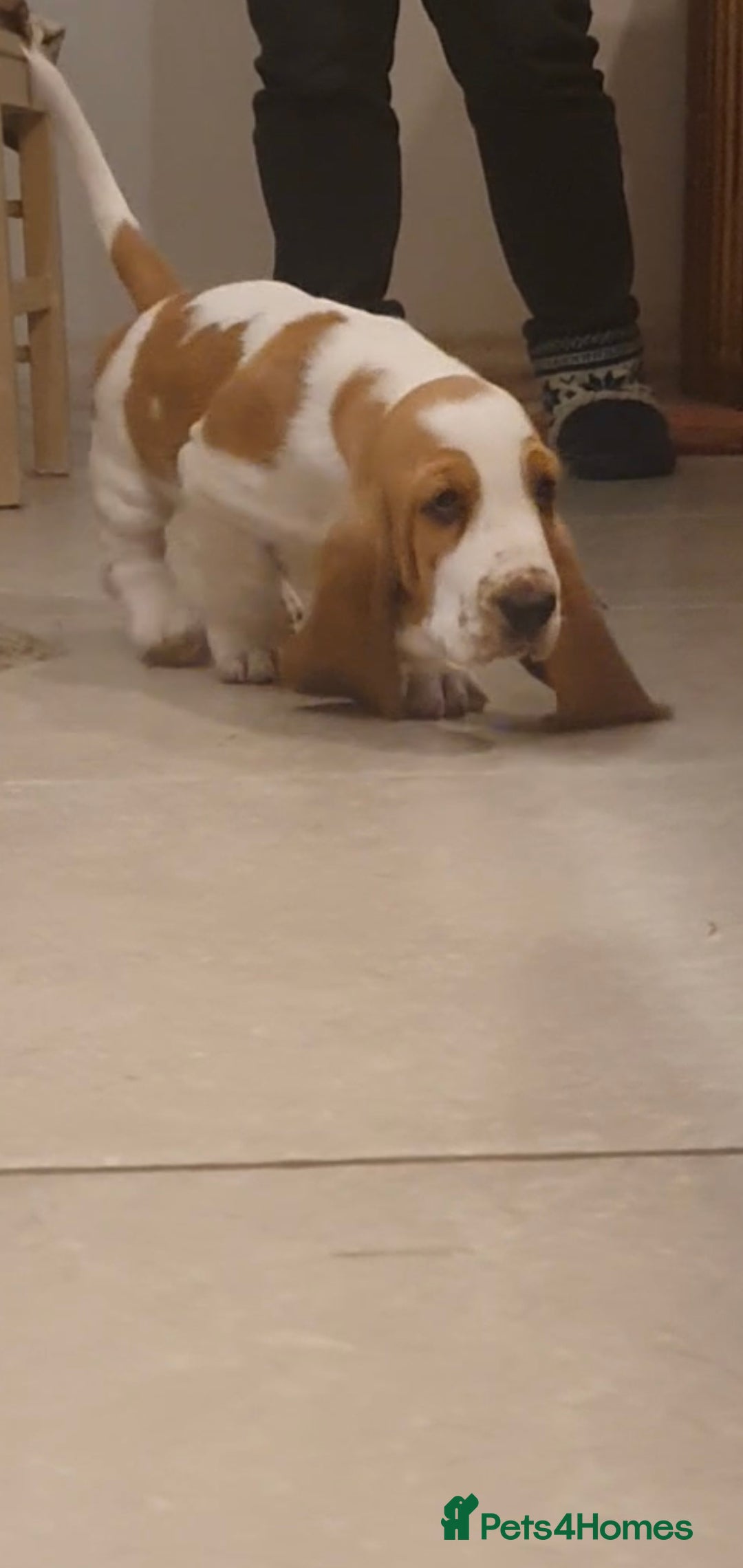 Basset Hound dogs for sale: Red and white basset boy available  - Image 7