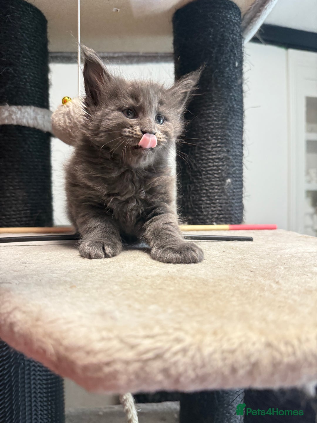 Maine Coon cats for sale:  Maine Coon Kittens Looking for Loving Homes 🐾 - Image 13