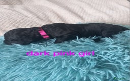 Cockapoo dogs for sale: Cockerpoo puppies  - Image 12