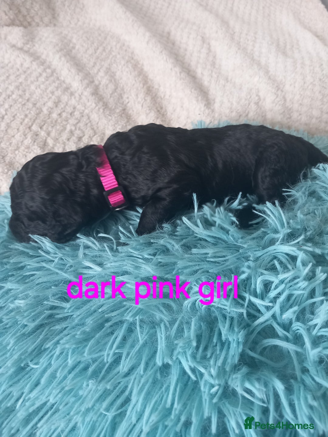 Cockapoo dogs for sale: Cockerpoo puppies  - Image 12