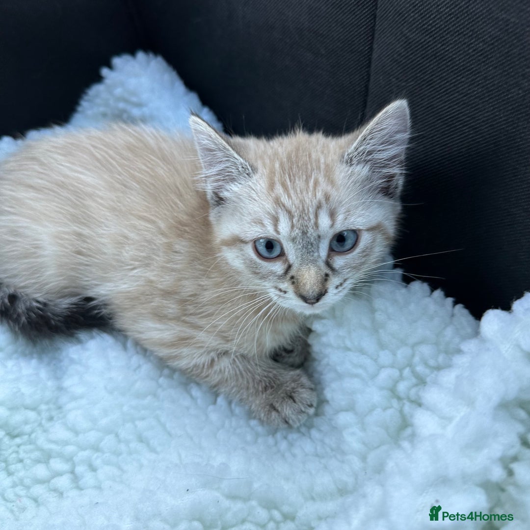 Siamese cats for sale: Beautiful Siamese Looking for a Loving Home  - Advert 2