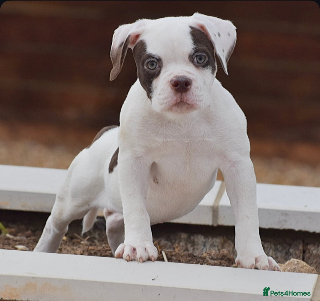 Olde English Bulldogge dogs for sale: 23 YEARS PROFESSIONAL, 5⭐️LICENSED.  - Image 1