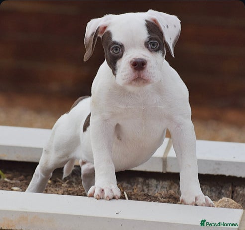 Olde English Bulldogge dogs - Advert 3