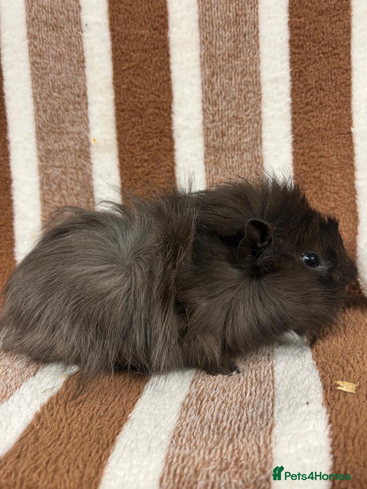 Guinea Pig rodents for sale: Young boar guinea pig - Advert 17