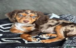 Cocker Spaniel dogs for sale: Cocker spaniel puppy  - Image 1