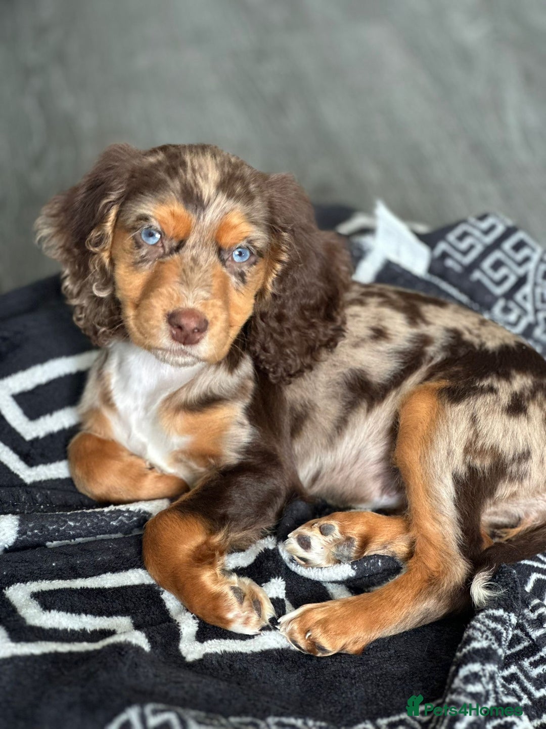Cocker Spaniel dogs for sale: Cocker spaniel puppy  - Image 1